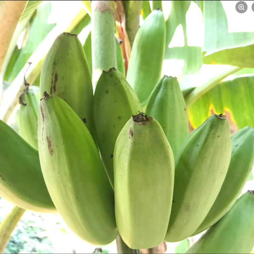 Банан Nam Chiang Rai