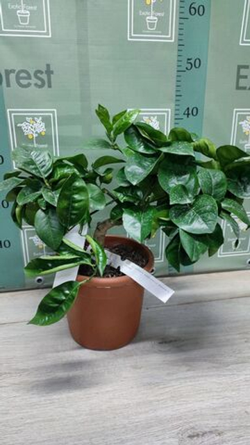C. sinensis “Sanguinello moscato nucellare”