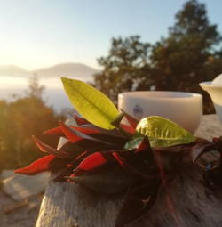 620002 Чай прессованный зеленый Пуэр Шэн "Сэнчжун, Фиолетовый Шэн, Цзинмайшань", мини бин 200г