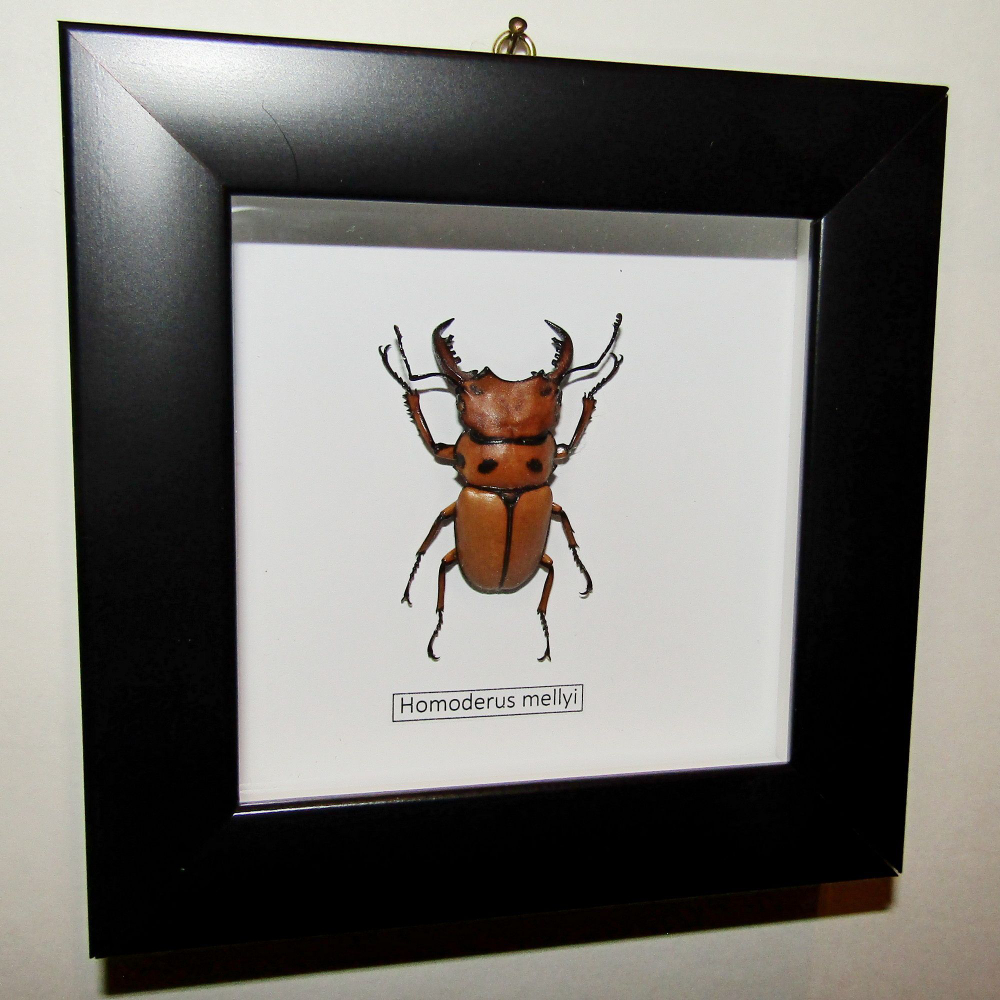 Рогач Homoderus mellyi в рамке