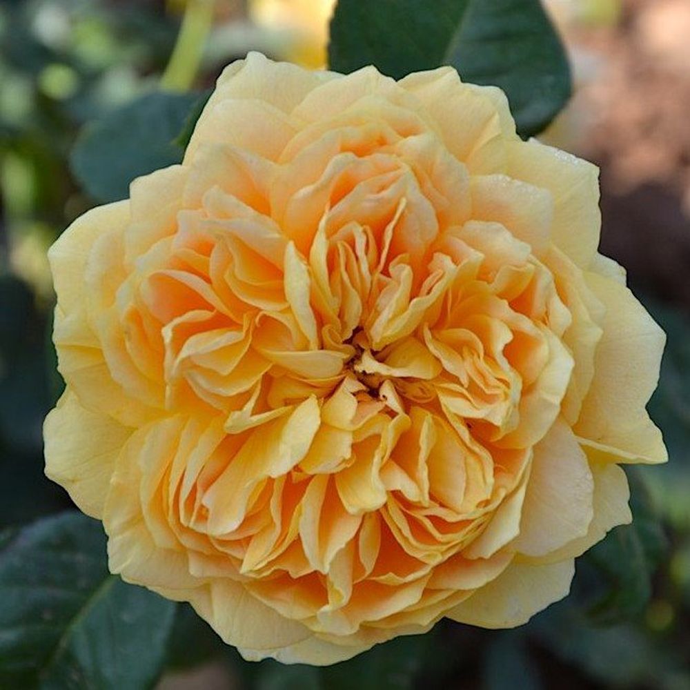 Голден Зест - (Сто Идей Сада) (Golden Zest)