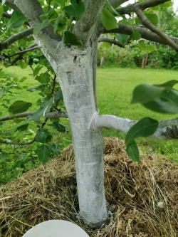 Краска для побелки садовых деревьев ЯРКО САДОВОД, белая матовая, 2,5 кг