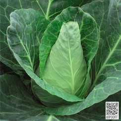 Карафлекс F1 семена капусты белокочанной (Bejo / Бейо)