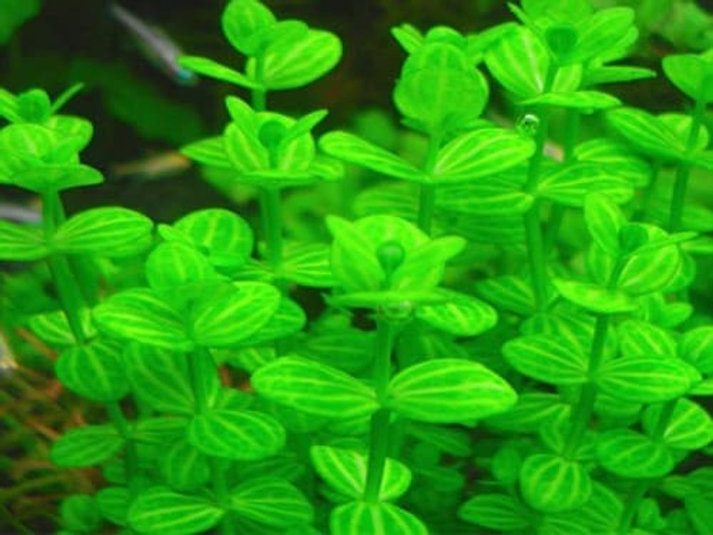 Глоссостигма (код 004)