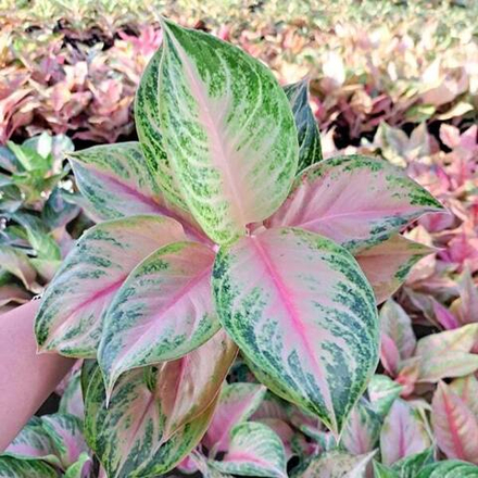 Аглаонема PINK LOOKBAY