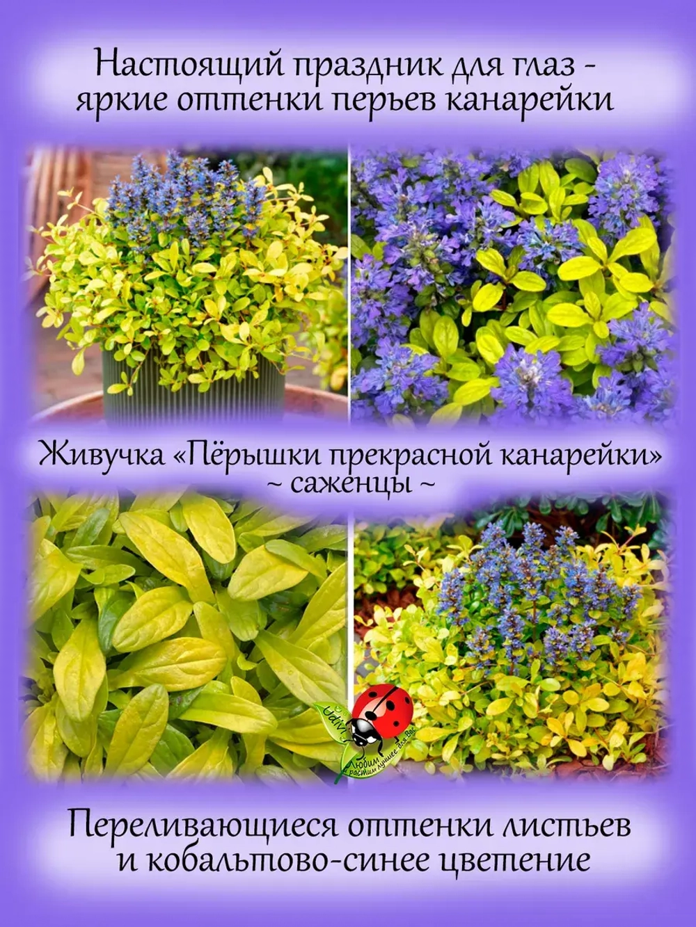 Живучка Пёрышки прекрасной канарейки