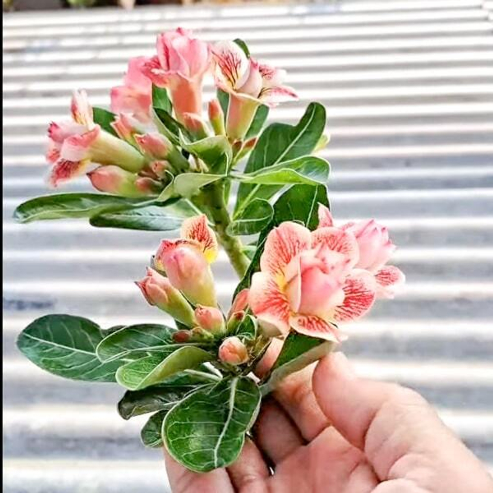 Адениум SPIDER WEBS