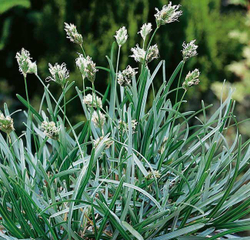 Сеслерия голубая (Sesleria caerulea)