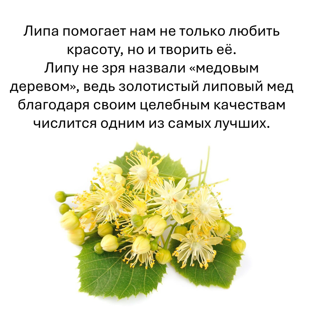 Липа, кубики восковые для ароматизации, 10 штук