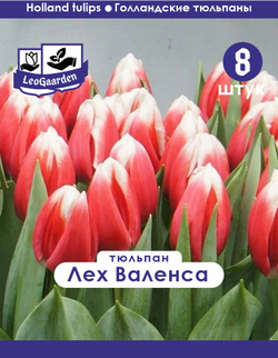 Тюльпан Луковица, Лех Валенса, 8 шт
