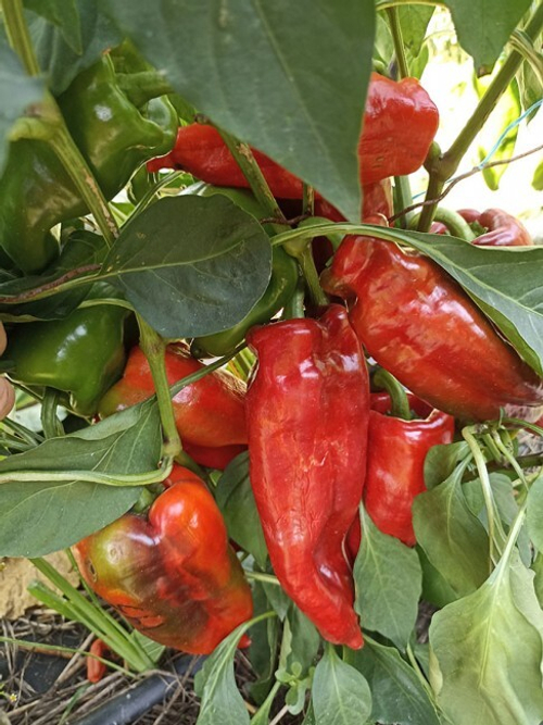 Горос  Перец сладкий