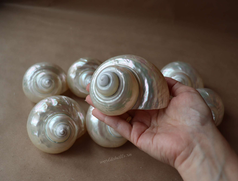 Морская ракушка Турбо Перламуровая