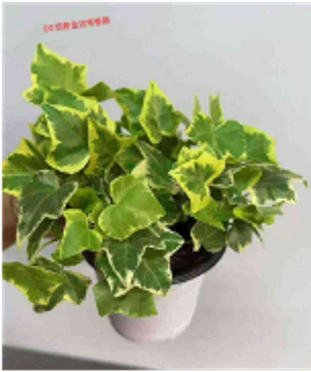 Хедера helix Goldchild д.9