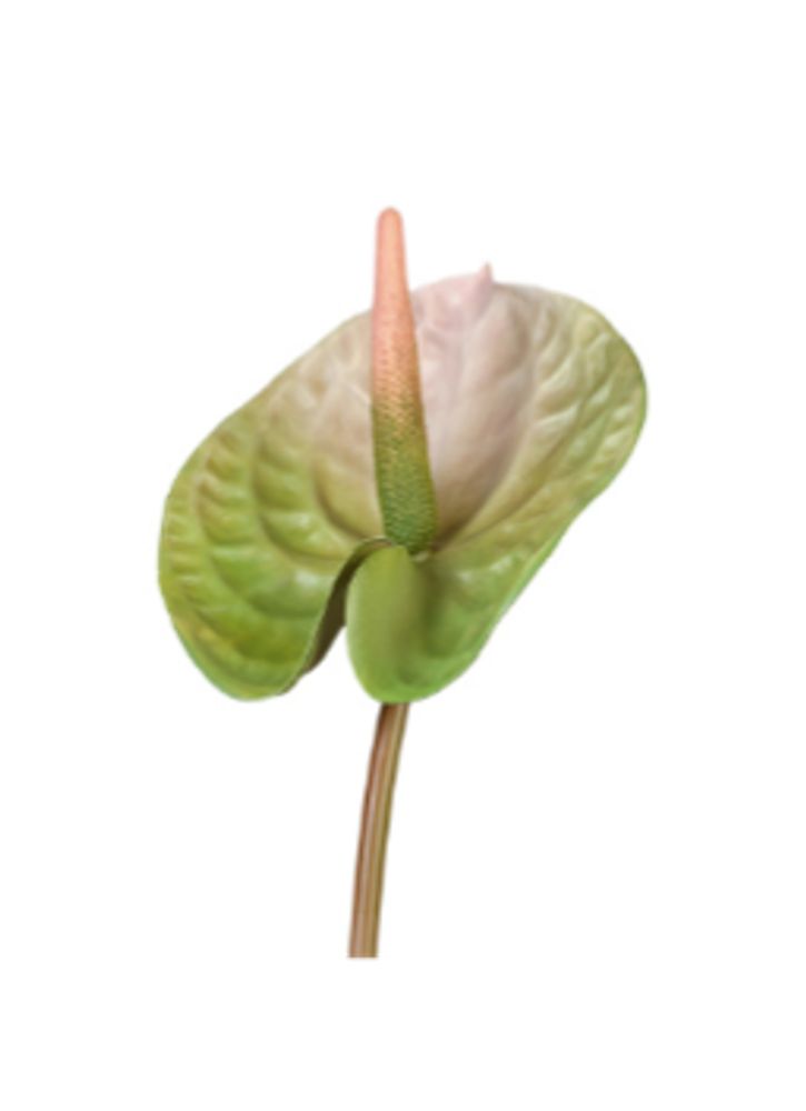 Антуриум Андрэ зелёный с розовым, в-70 см