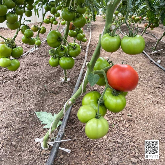 Аламина F1 семена томата индетерминантного (Rijk Zwaan / Райк Цваан) культура – фото 6