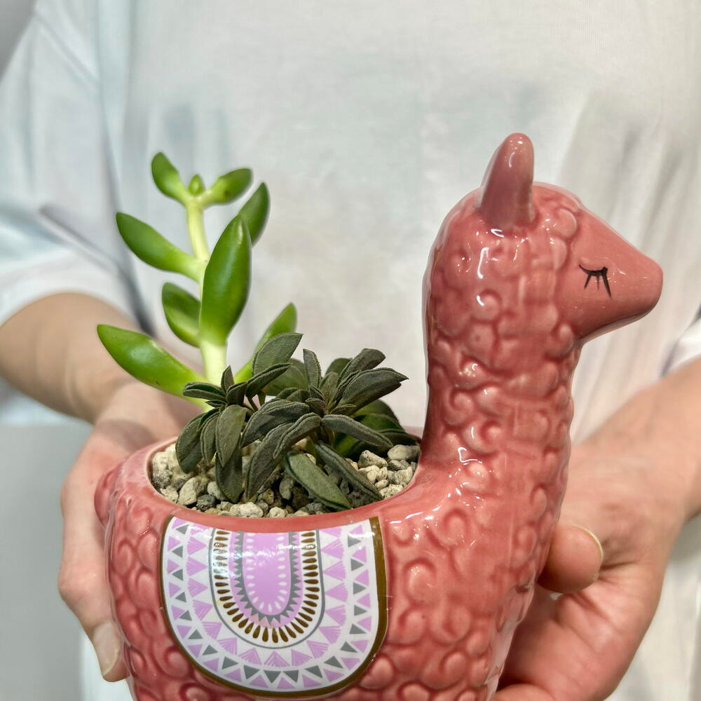 Альпака