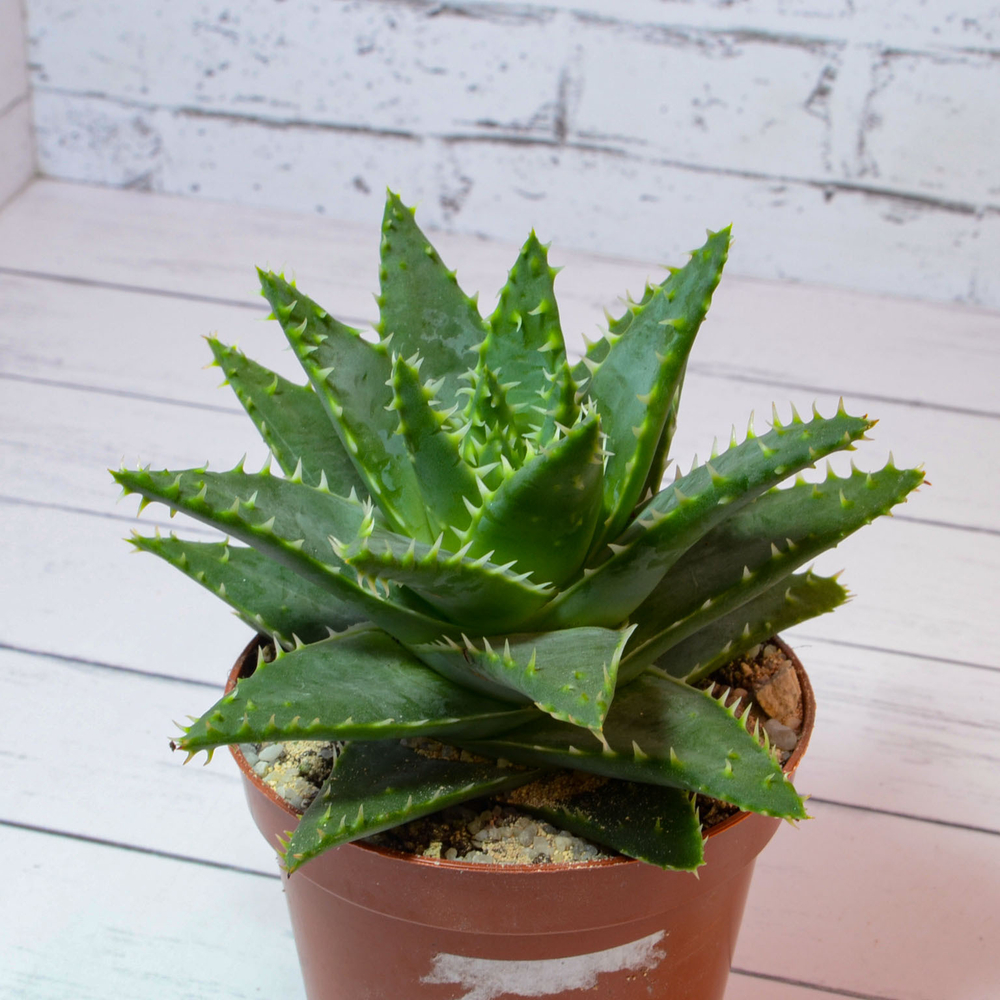 Aloe Brevifolia (Алоэ)