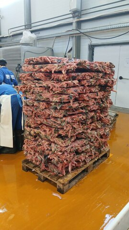 Хребты красной рыбы от 10 тонн