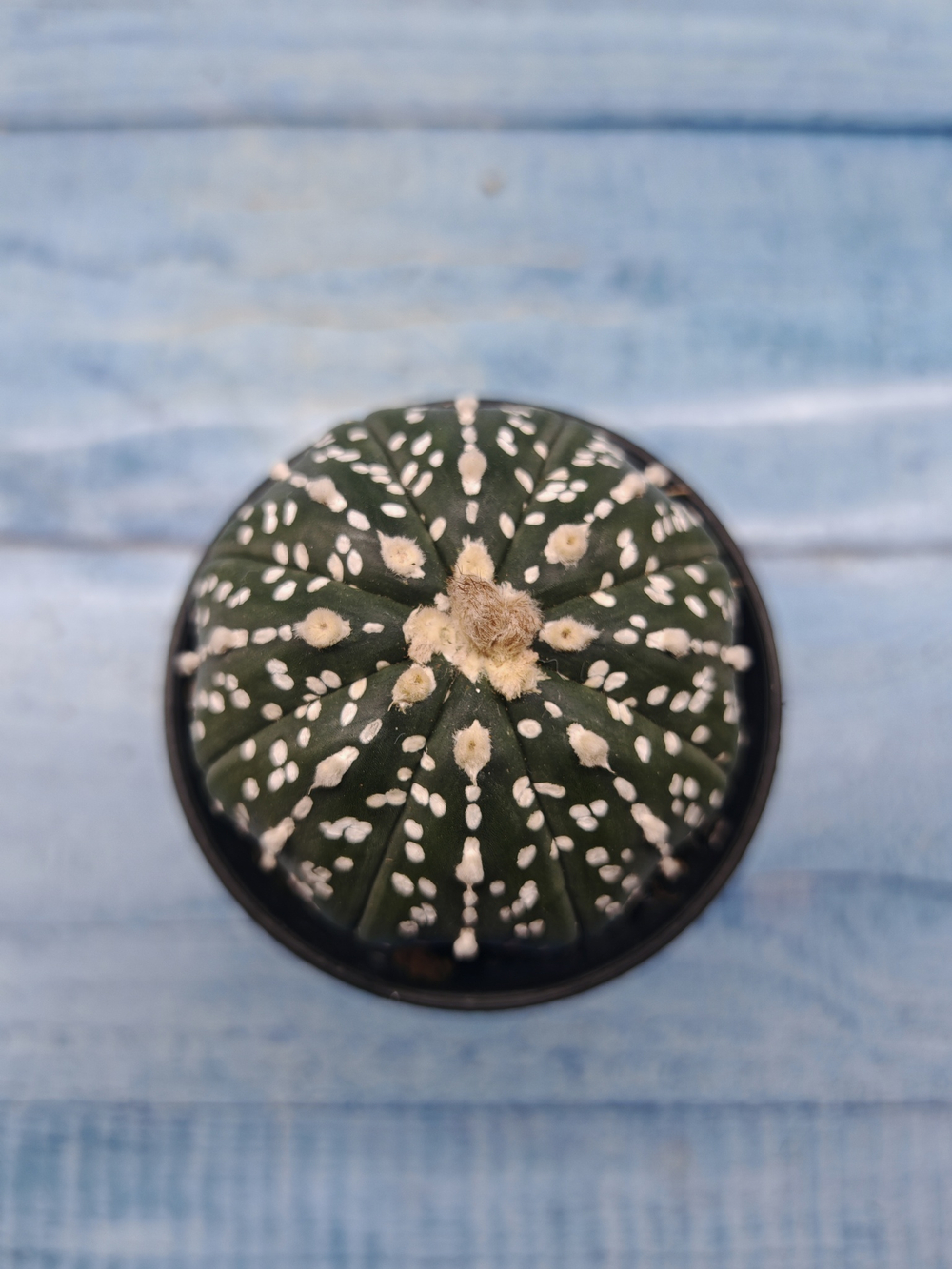 Astrophytum Asterias (Астрофитум)
