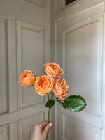 Пионовидная кустовая роза в оранжевом оттенке