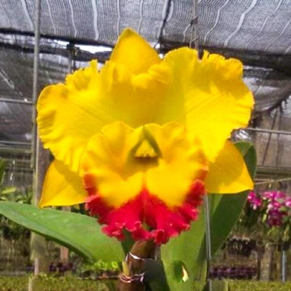 Орхидея ринхолелиокаттлея RLC. THAKSINA GOLD