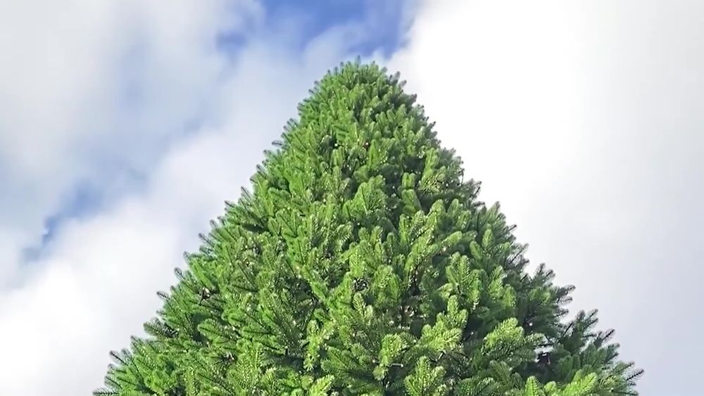 Ствольная елка с гирляндой встроенной «Изящная» (Литая хвоя) от 3 м до 8 м