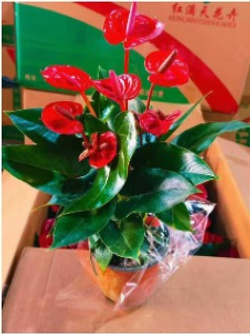 Антуриум Хiao Qiao д.12