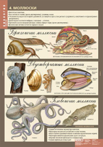 Комплект таблиц "Биология 7 кл. Животные" (12 таб.)