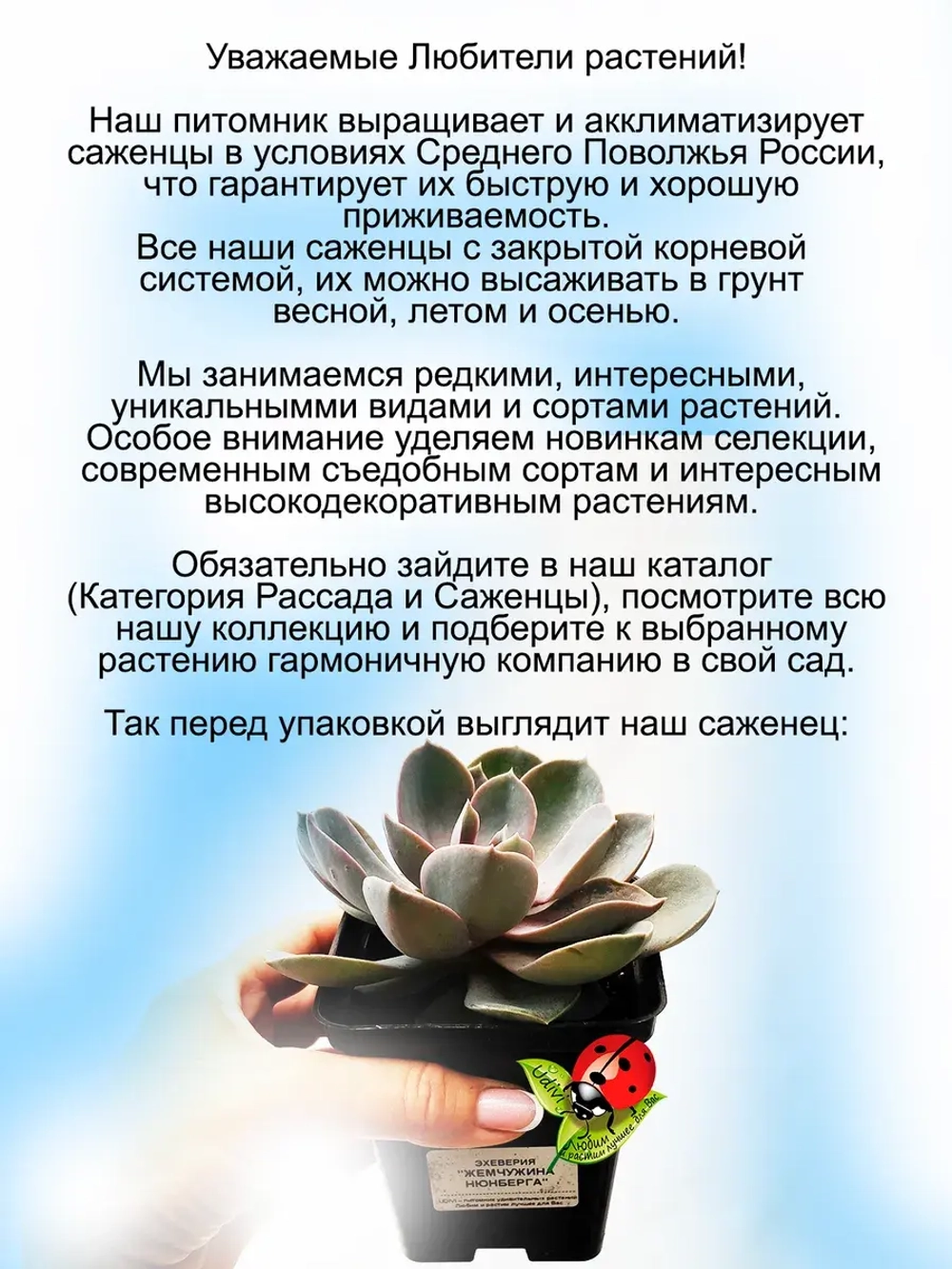 Эхеверия Жемчужина Нюнберга розовая