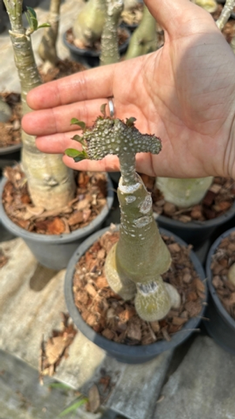 Видео с фермы адениумов в Таиланде