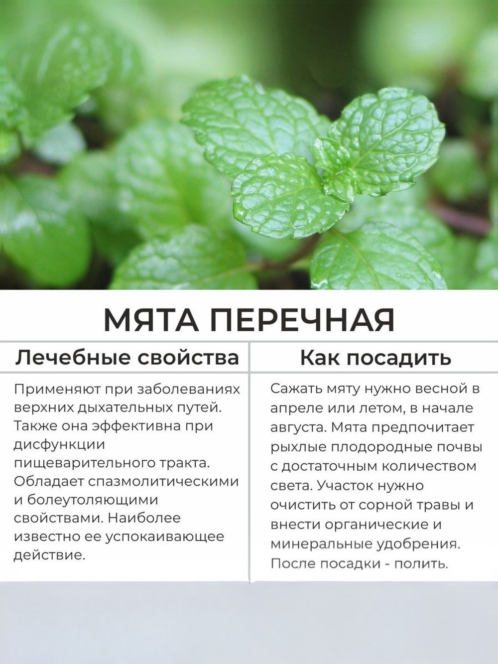 Набор трав Мята, Мелисса, семена 0,14 гр. 2 пачки