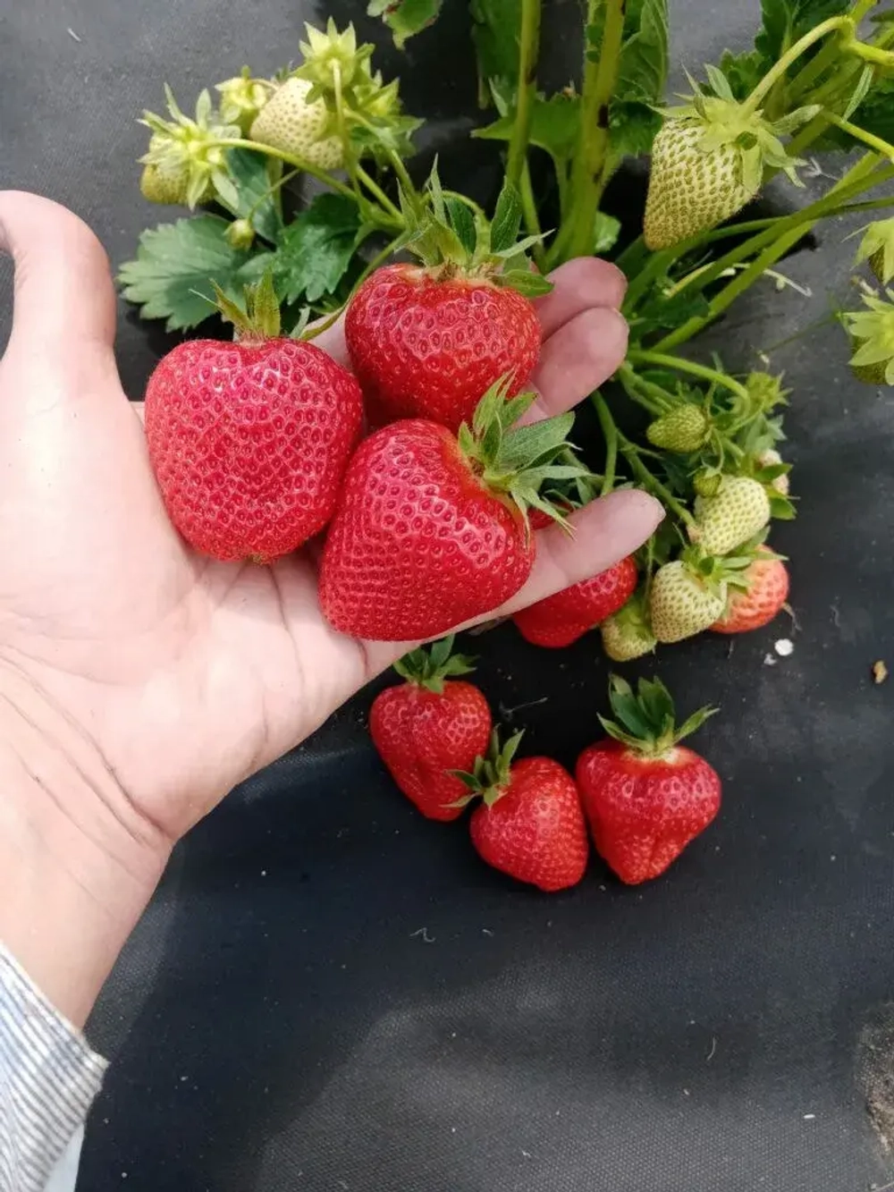 Клубника 🍓 "Априка"