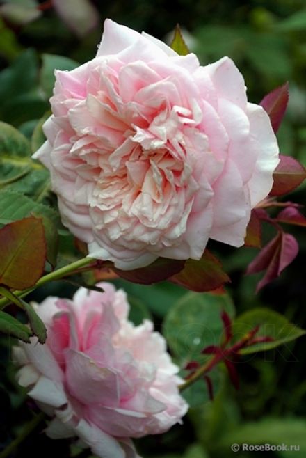 Луазо Шантур (L'Oiseau Chanteur)