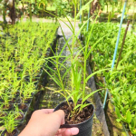 Орхидея ARUNDINA GRAMINIFOLIA