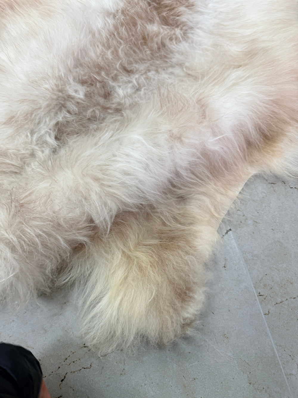 Шкура коврик меховой прикроватный овчина, 120х65 см.