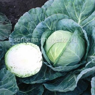 Капуста белокочанная Грегориан F1 2500 (семян)