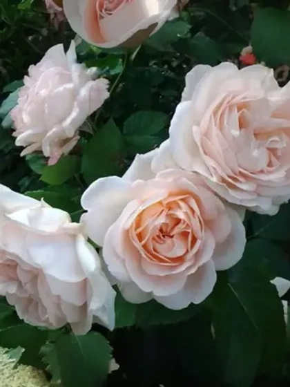 Роза шраб Хелена Ренессанс