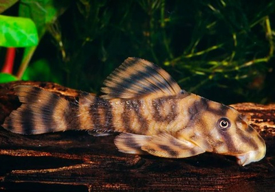 Пекольтия L080 Рио Токантис