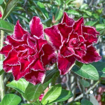 Адениум обесум 326 Mãnh Long 2