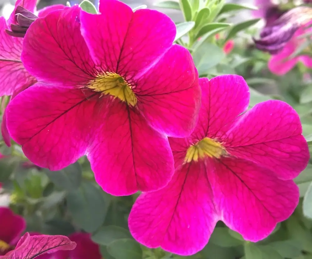 Калибрахоа CALITASTIC Bright Purple