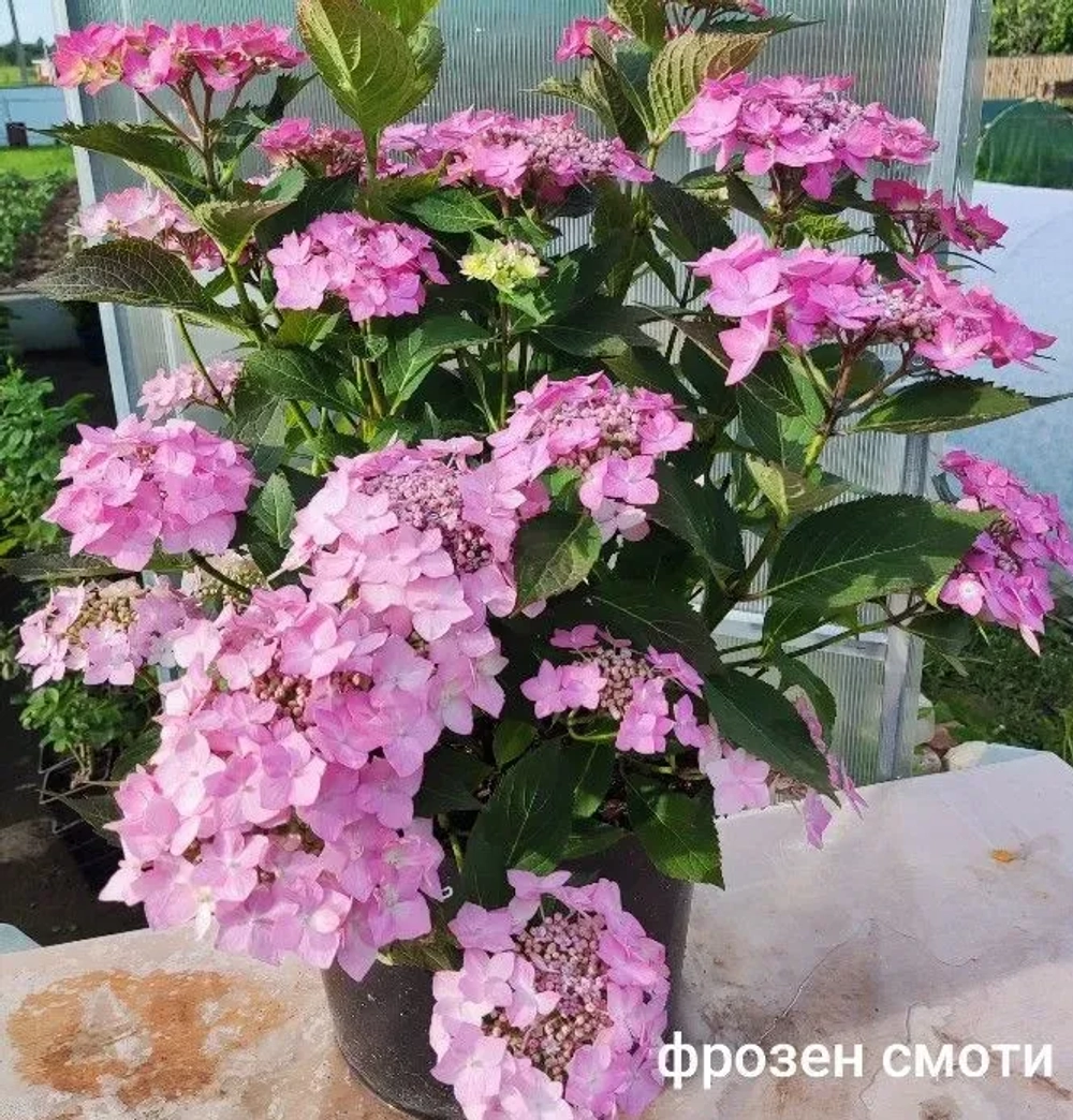 Frozen Smoothie (Фроузен Смузи) серия Flair & Flavours Р7