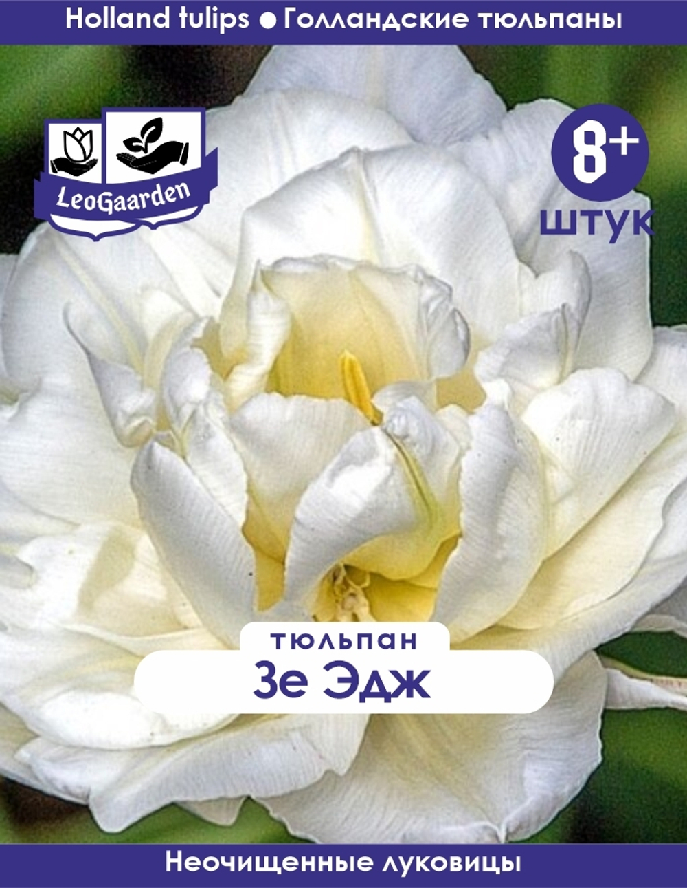 Тюльпан Луковица, Зе Эдж, 8+ шт