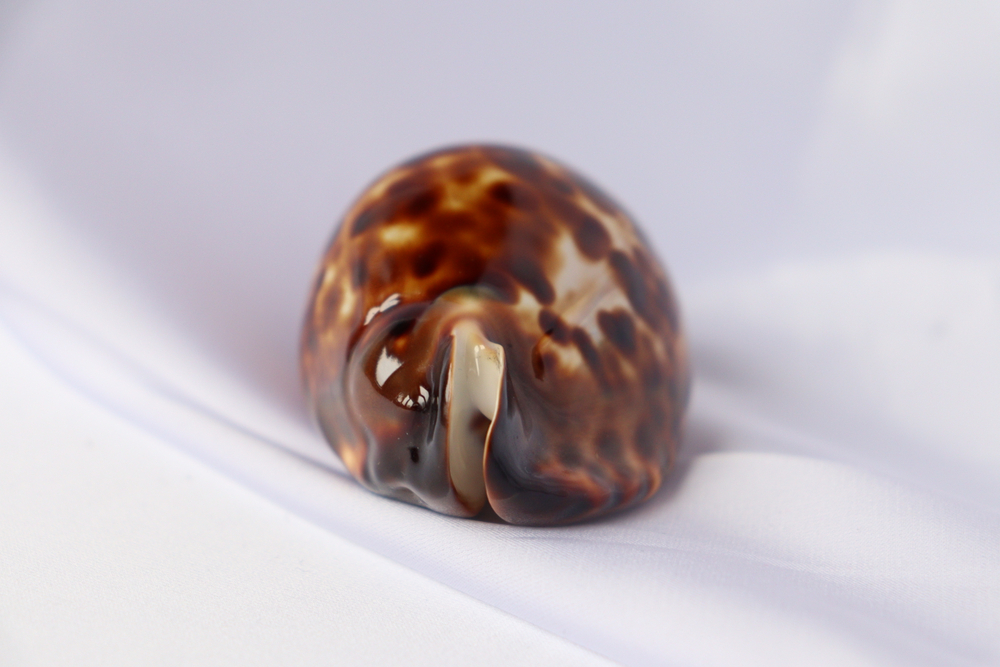 Ципрея зоила Френда (Zoila friendii), 8см, 1шт