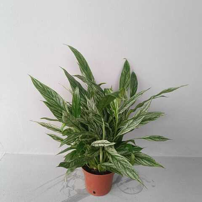 Спатифиллум Сильвер Купидо