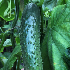 Георг F1 семена огурца (Enza Zaden / Энза Заден)