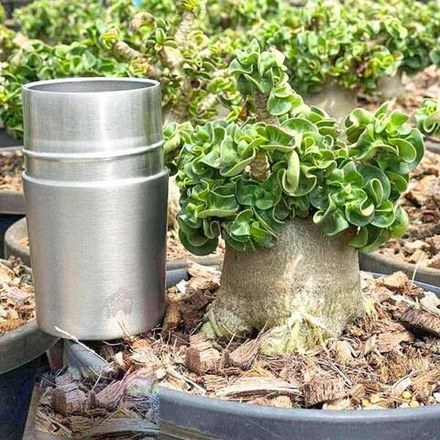 Адениум DHA PHET PAN LAN (PPL) корнесобственный s.M