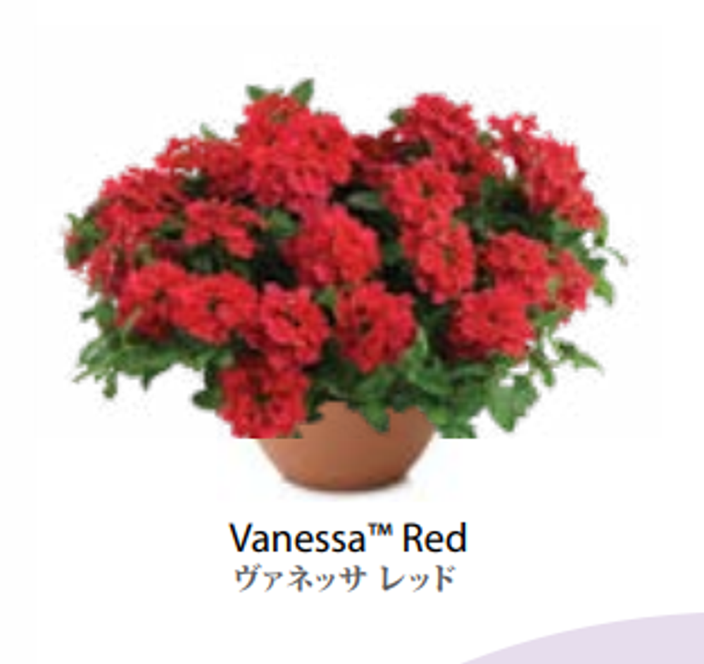 ЕВРО Вербена Verbena Vanessa Red НЕукор черенок середина ноября 25