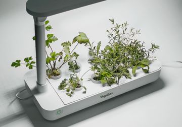 Настольная садовая ферма