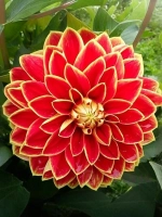 Георгин декоративный Максим