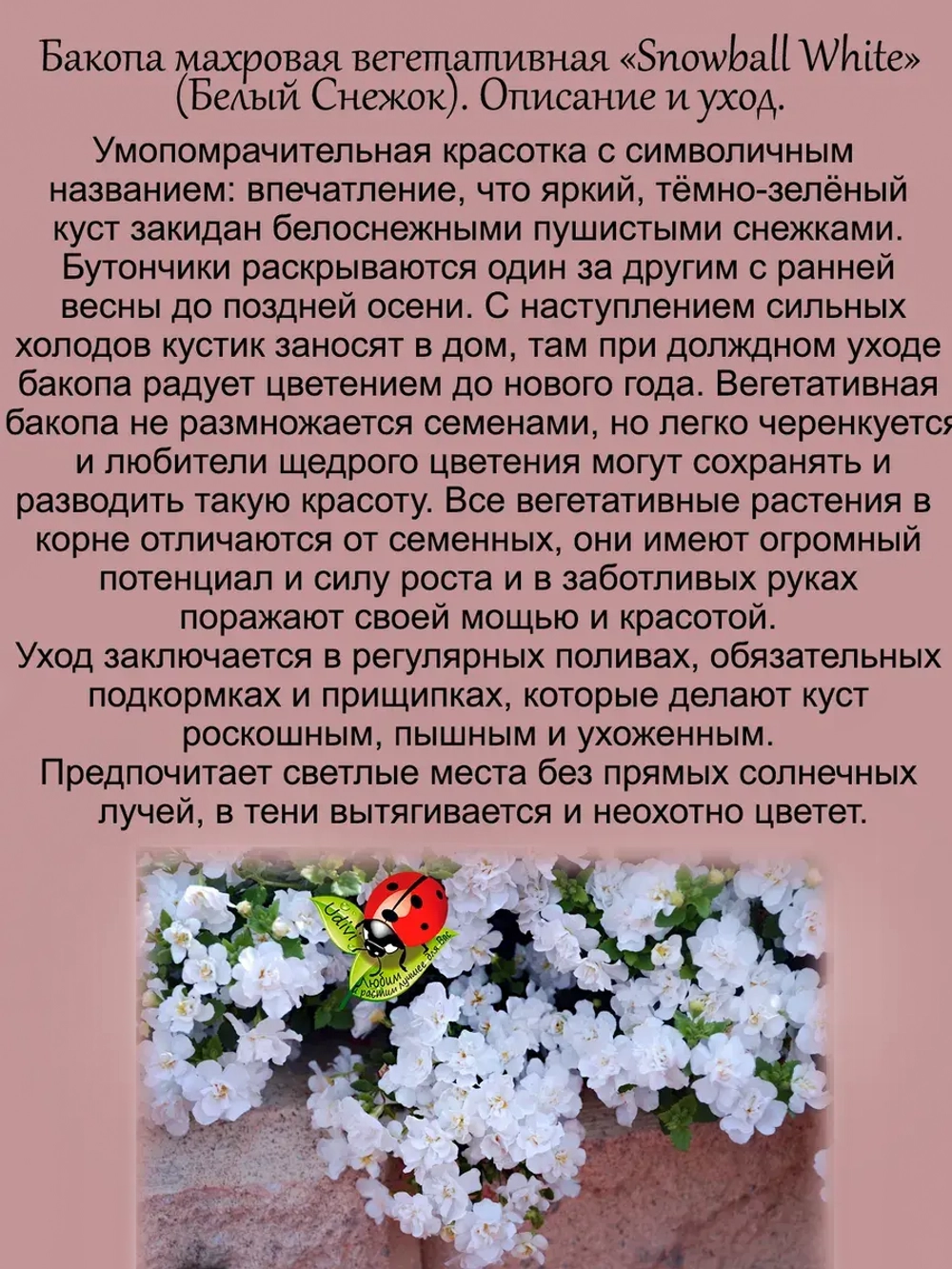 Бакопа Белый Снежок вегетативная